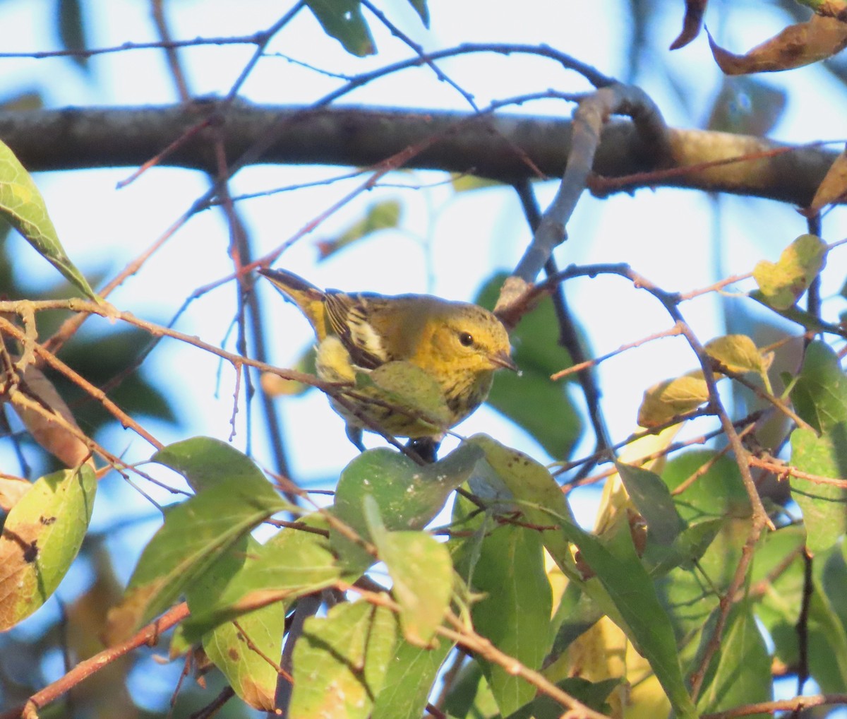 ホオアカアメリカムシクイ - ML646141569