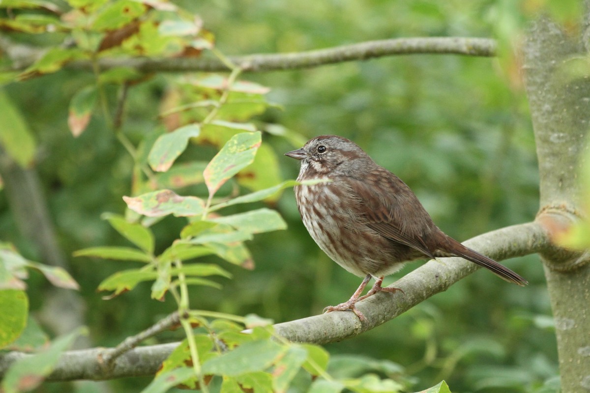 Ötücü Serçe - ML646141570