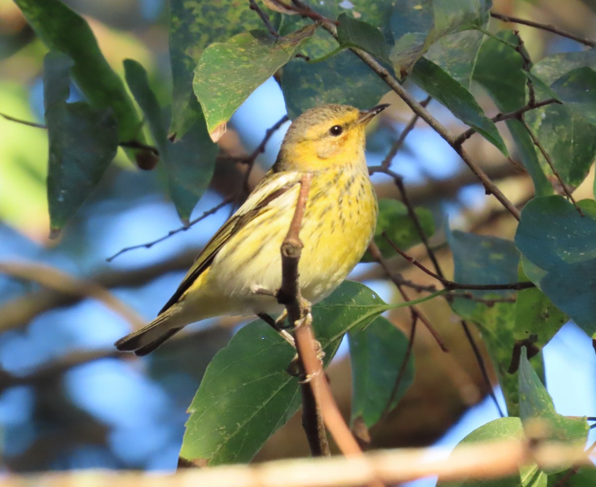 ホオアカアメリカムシクイ - ML646141571