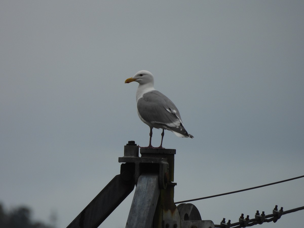 Buz Rengi Martı - ML646141572