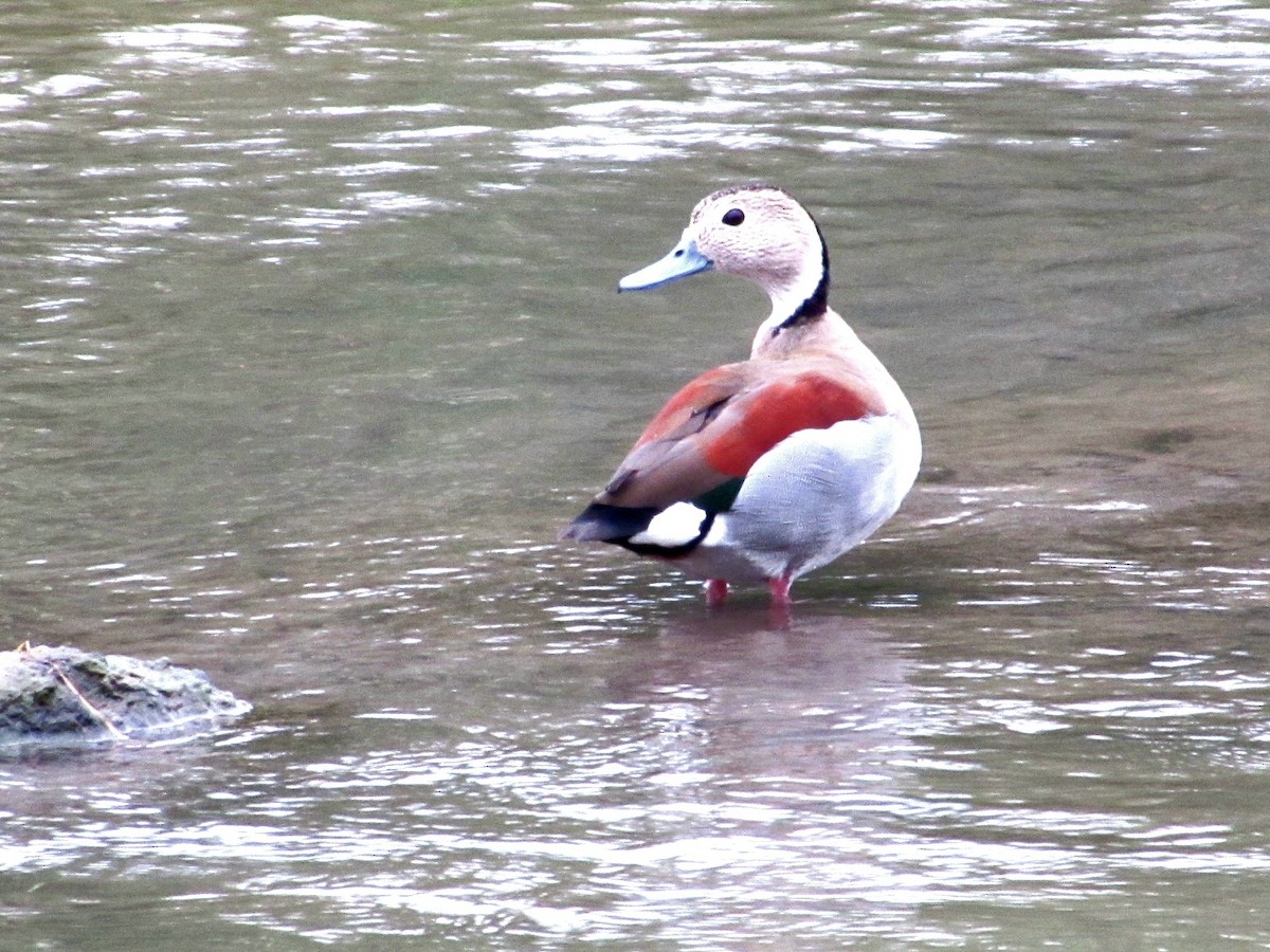 Kızıl Sırtlı Ördek - ML646141573