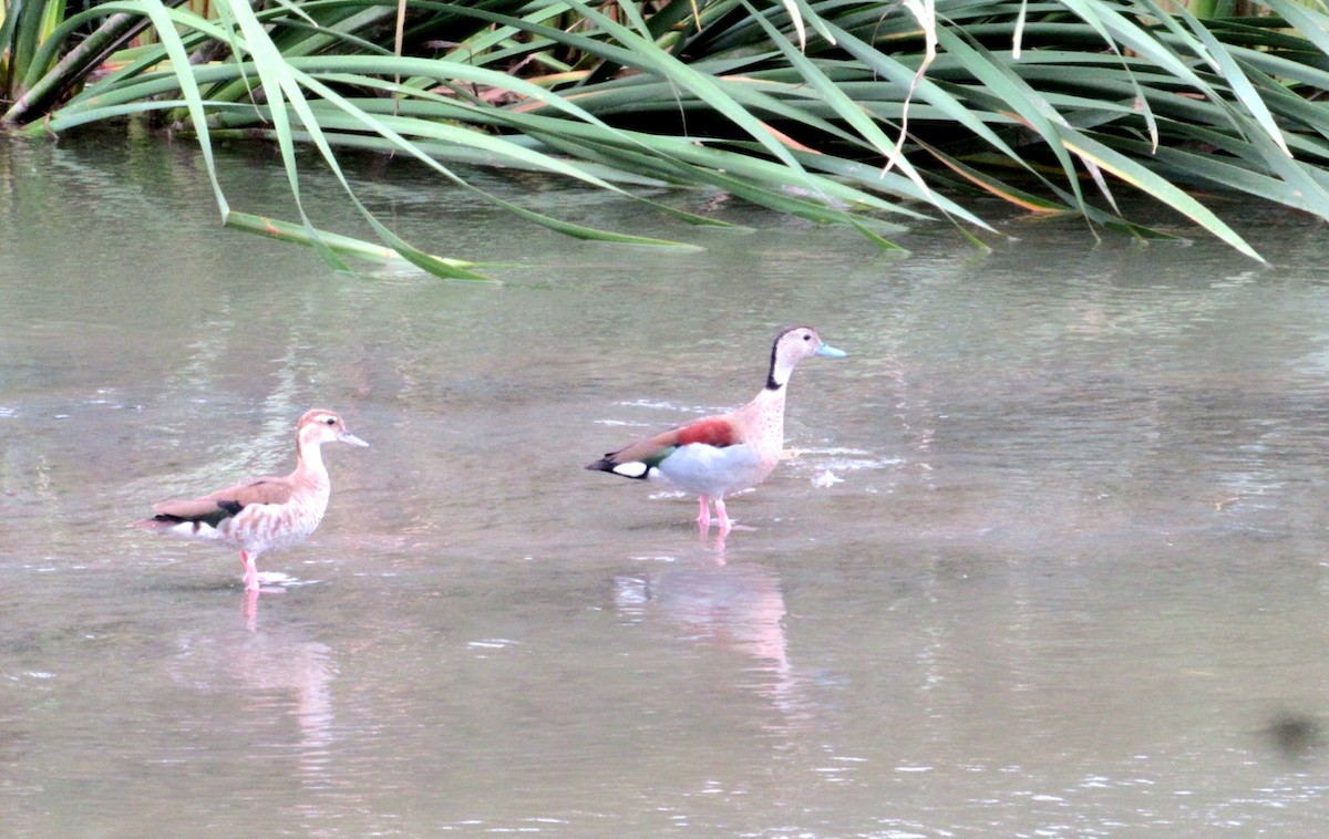 Kızıl Sırtlı Ördek - ML646141574