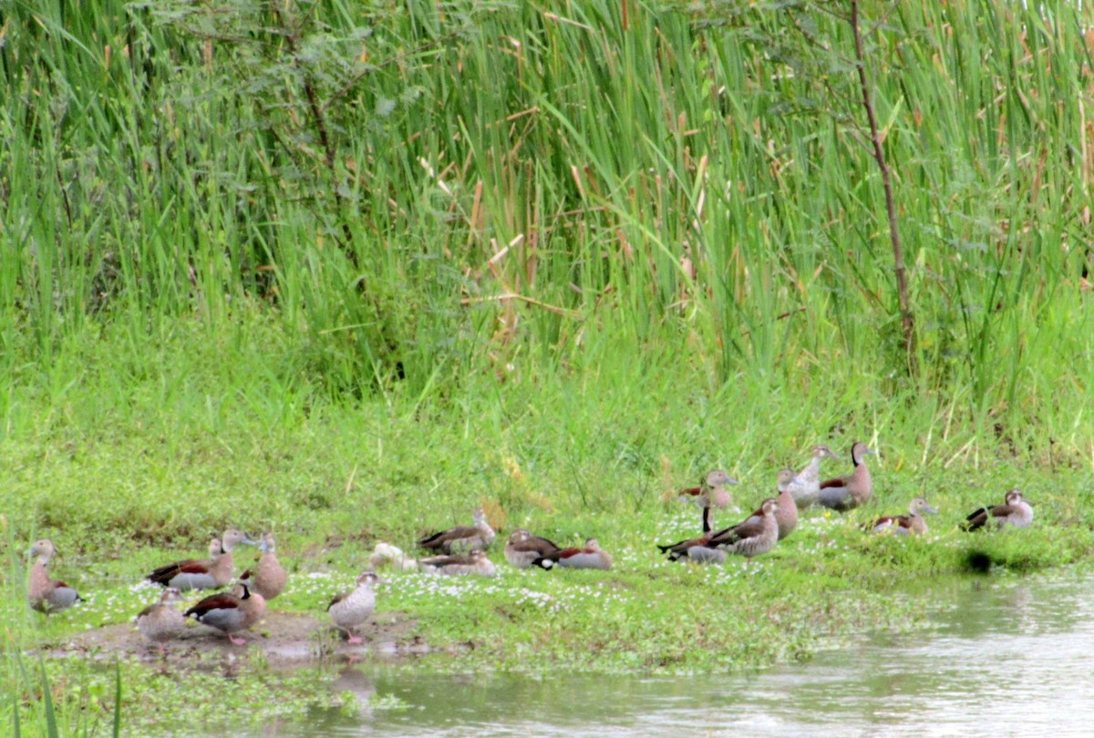 Kızıl Sırtlı Ördek - ML646141576