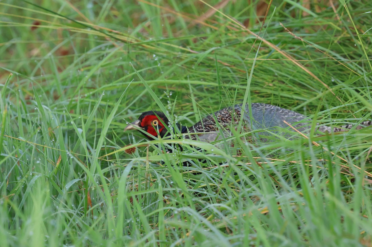 Yeşil Sülün - ML646141577