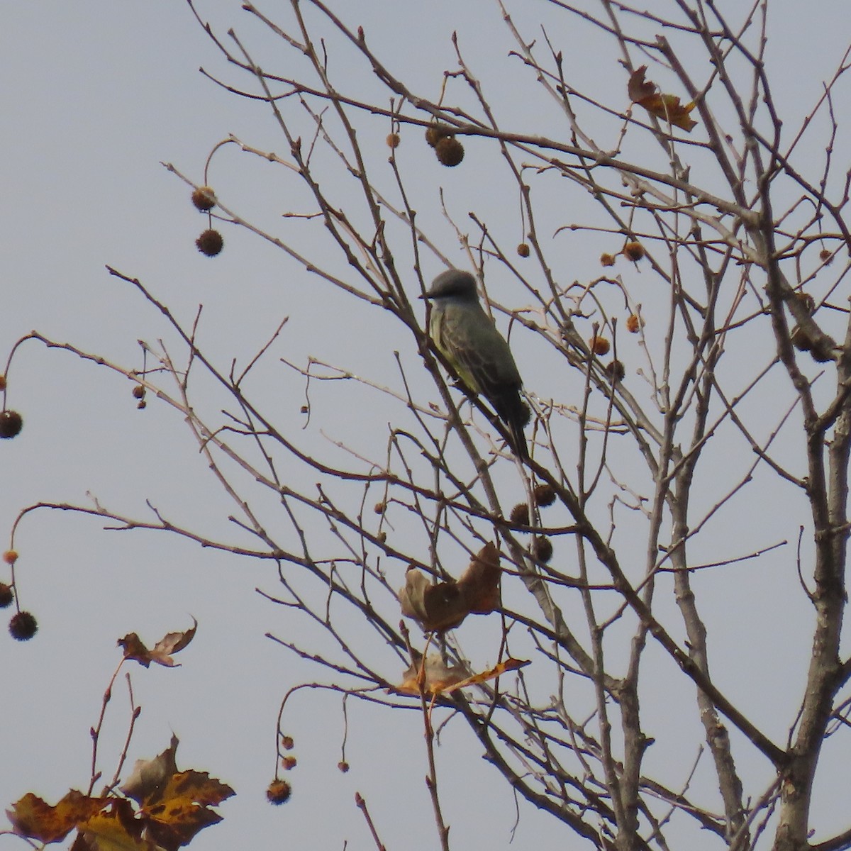 Kayalık Dağları Tiranı - ML646141578