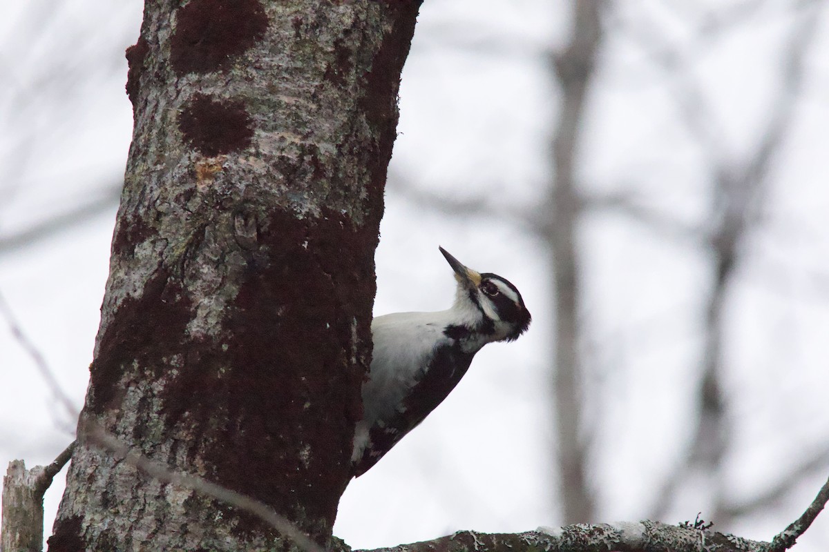 Sert Tüylü Ağaçkakan - ML646141579