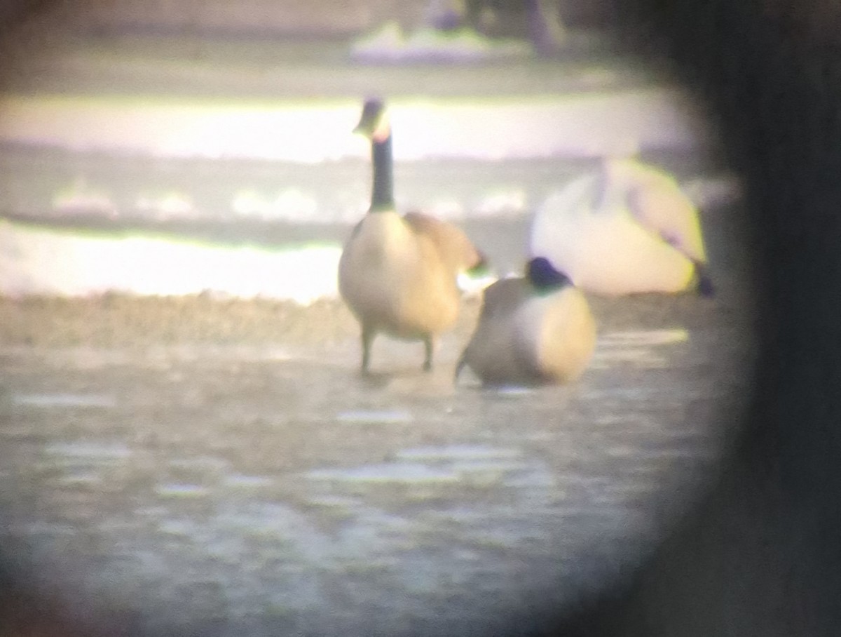 Snow Goose - ML646141592