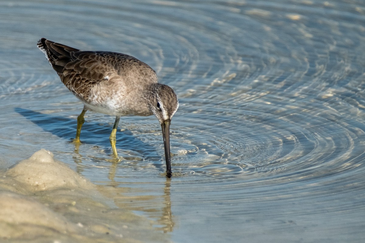 Short-billed Dowitcher - ML646141593