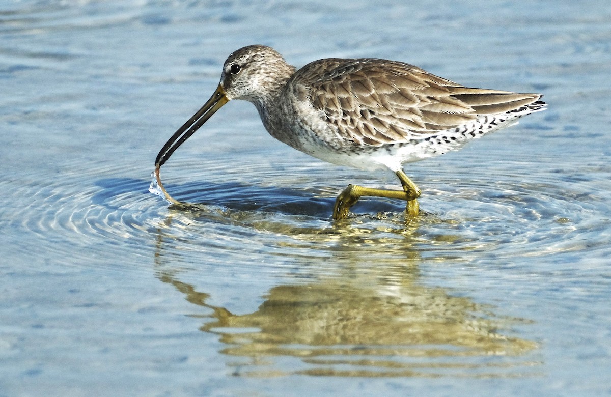 Short-billed Dowitcher - ML646141594