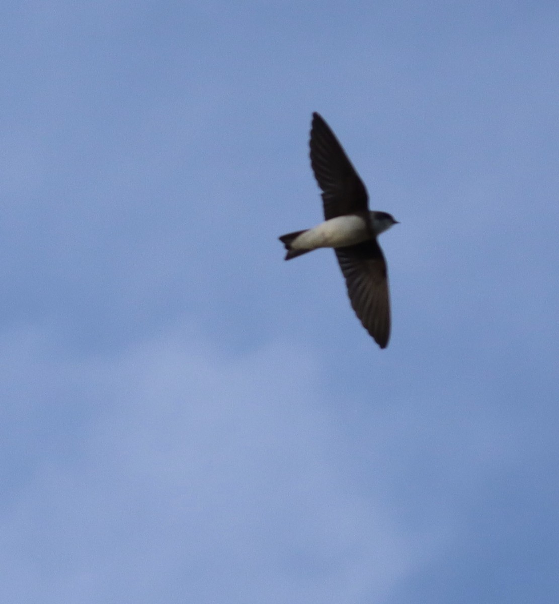 Bank Swallow - ML646141599