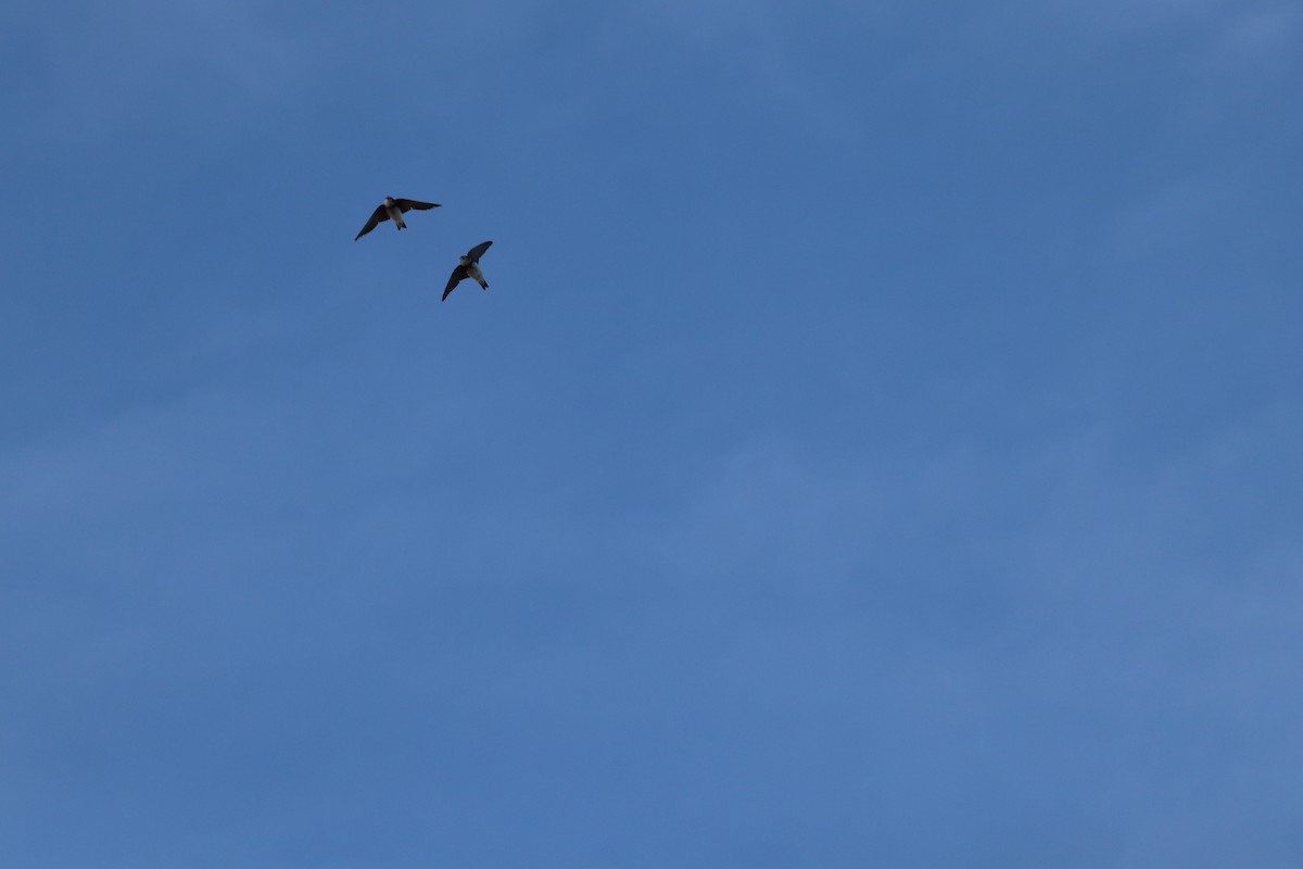 Bank Swallow - ML646141600