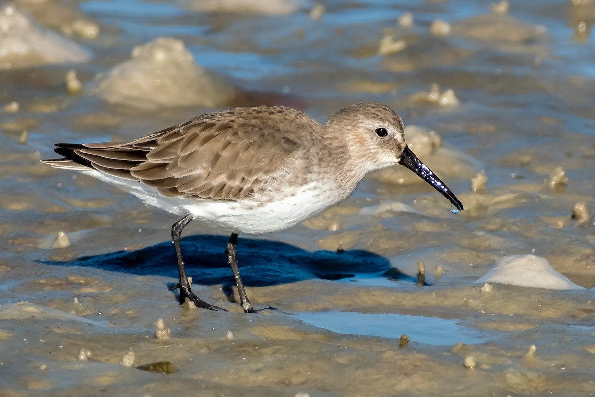 Dunlin - ML646141602