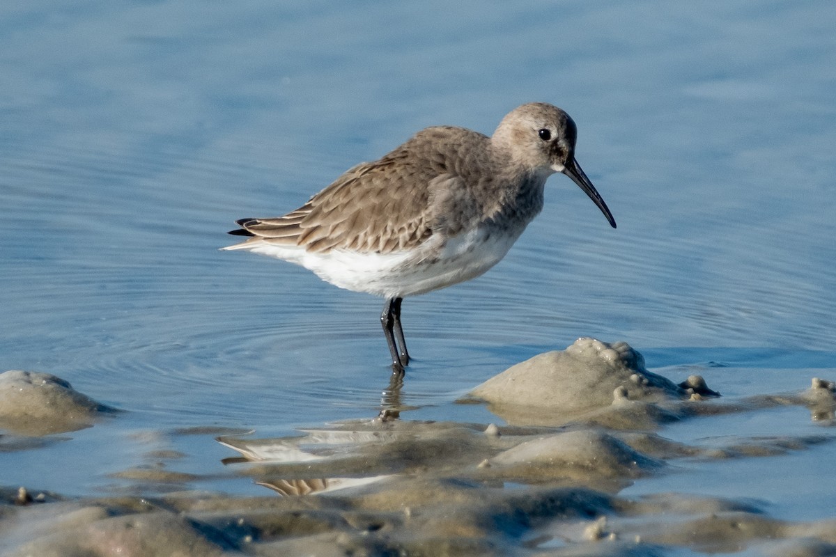 Dunlin - ML646141603