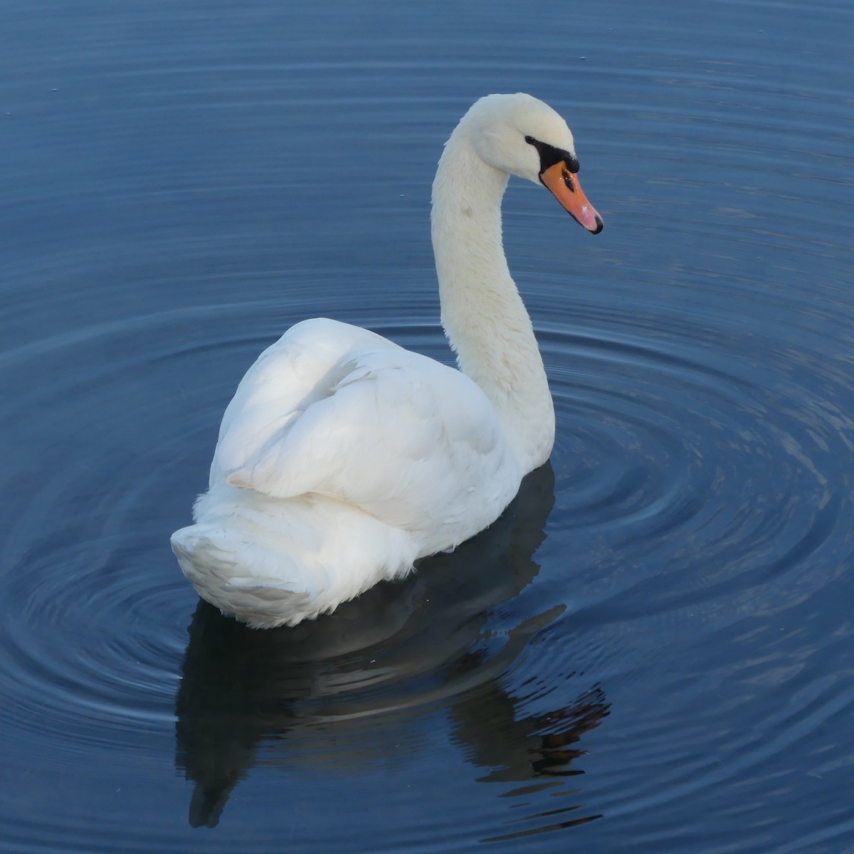 Cigno reale - ML646141611