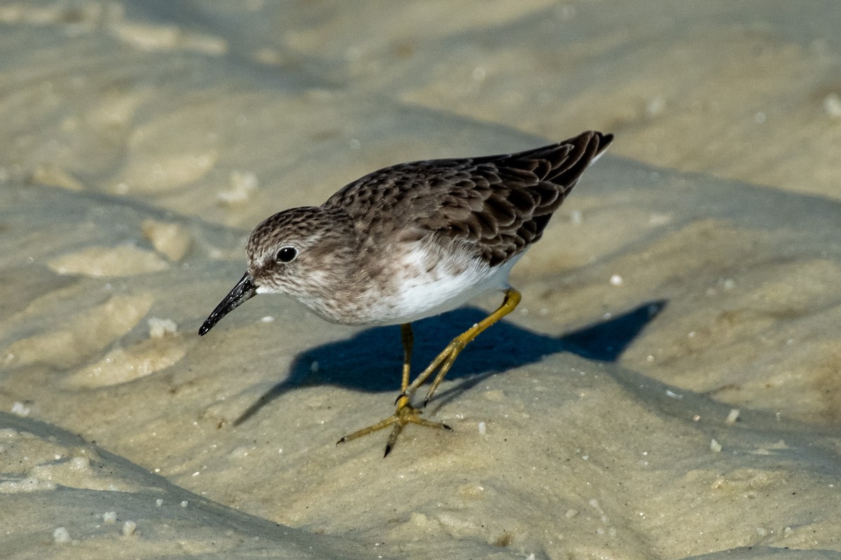 Least Sandpiper - ML646141612