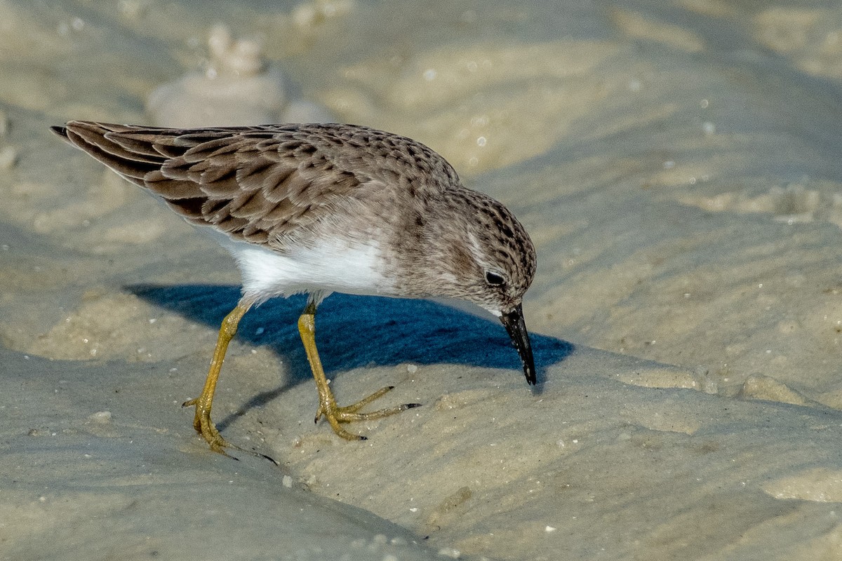 Least Sandpiper - ML646141613