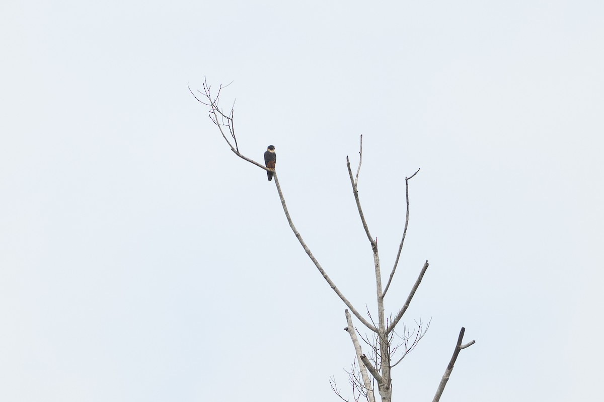 Bat Falcon - ML646141616