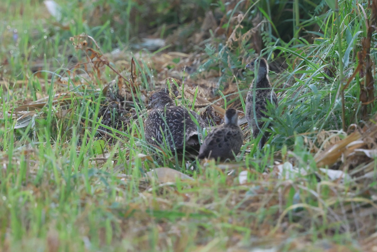 Fagiano verde - ML646141617