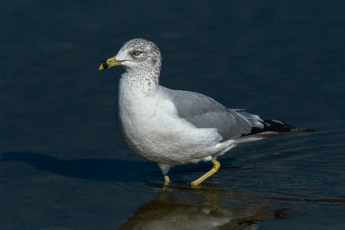 Ring-billed Gull - ML646141618