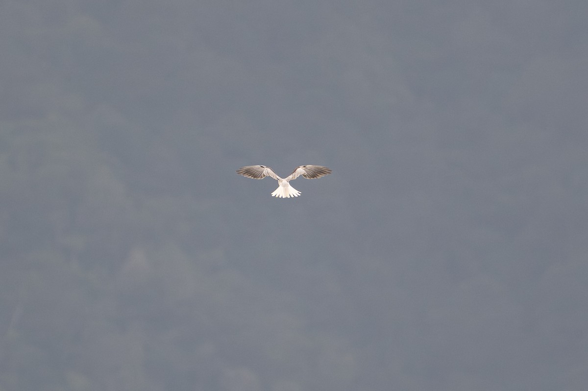 White-tailed Kite - ML646141622