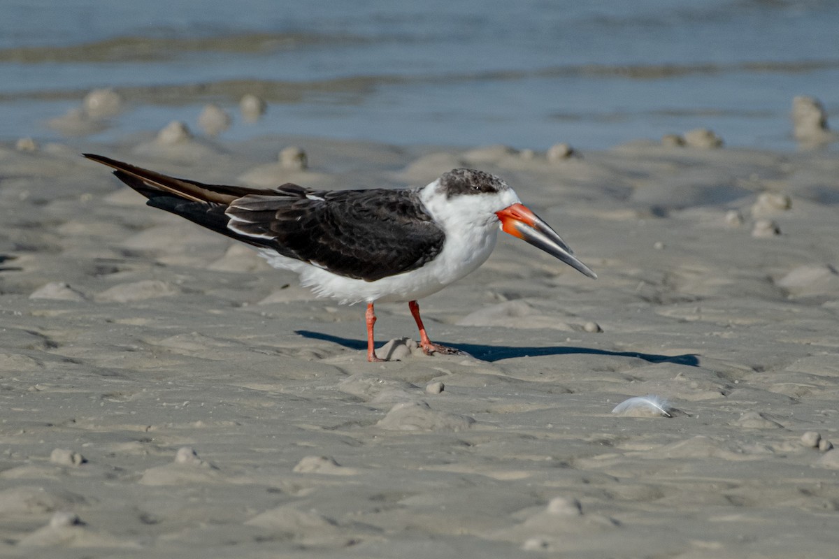 Black Skimmer - ML646141628