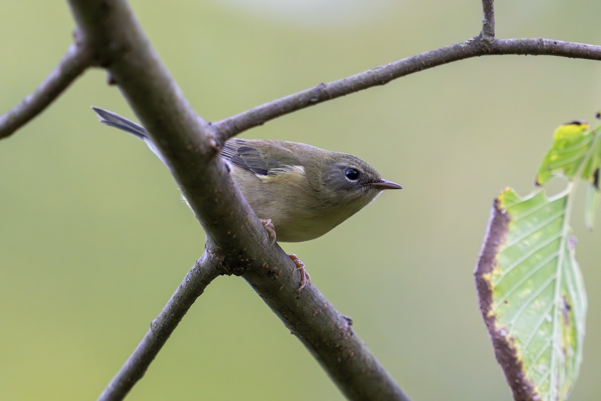 Black-throated Blue Warbler - ML646141630