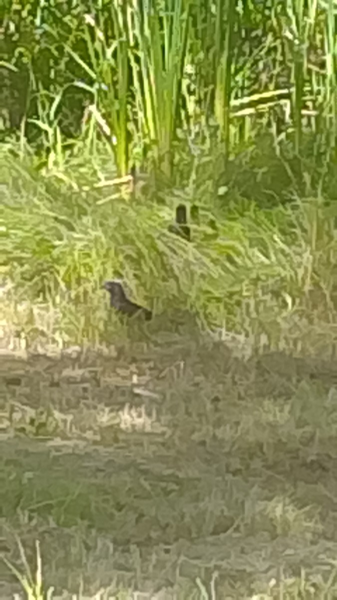 Smooth-billed Ani - ML646141632