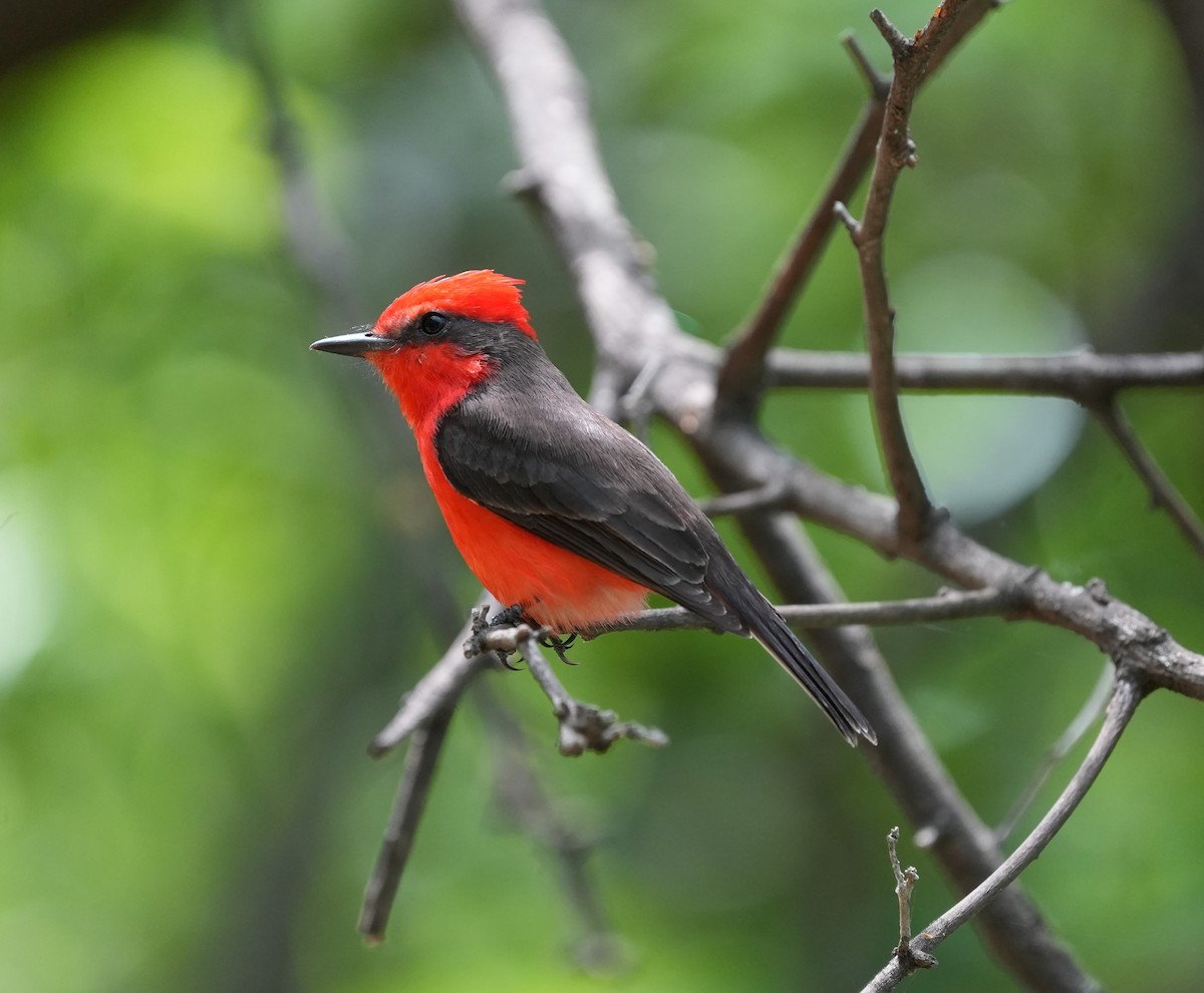 Vermilion Flycatcher - ML646141643