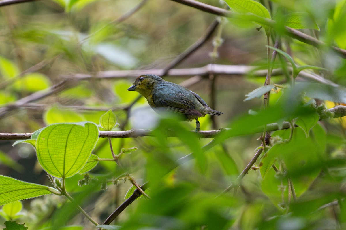 Olive-backed Euphonia - ML646141646