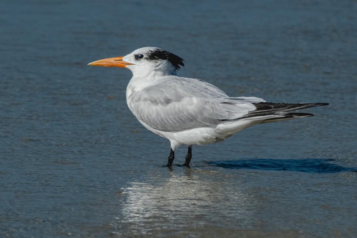 Royal Tern - ML646141652