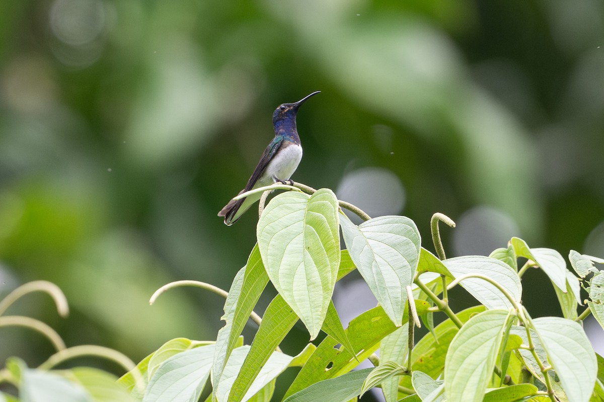 White-necked Jacobin - ML646141653