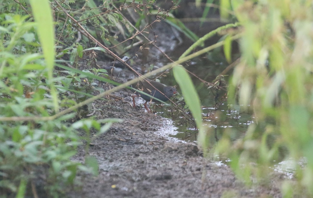 Желтоклювый туру - ML646141654