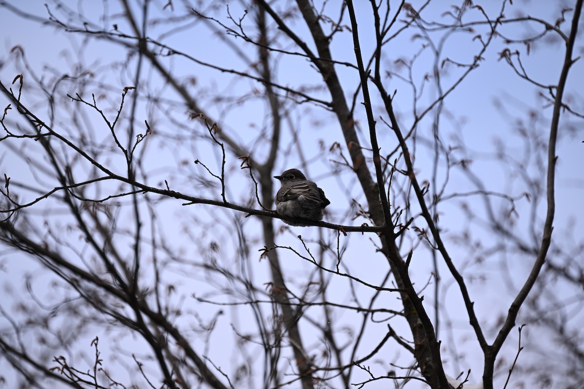 Townsend's Solitaire - ML646141659