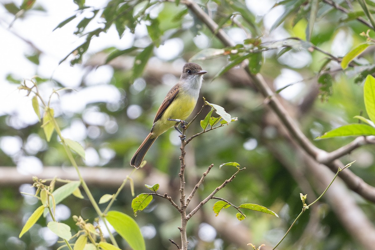 Dusky-capped Flycatcher - ML646141660
