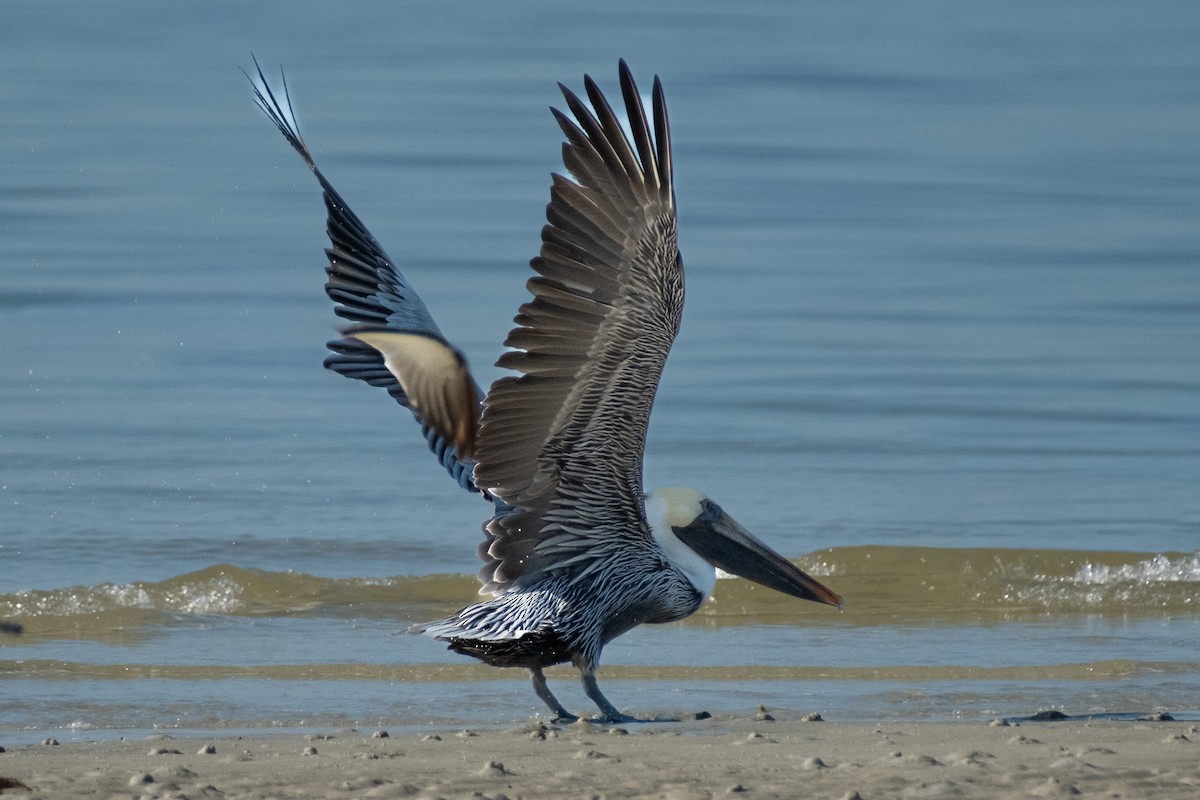 Brown Pelican - ML646141661