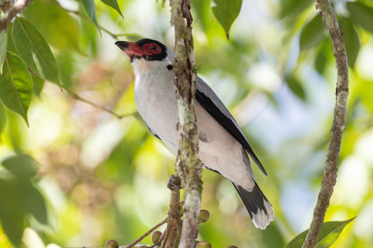 Masked Tityra - ML646141662