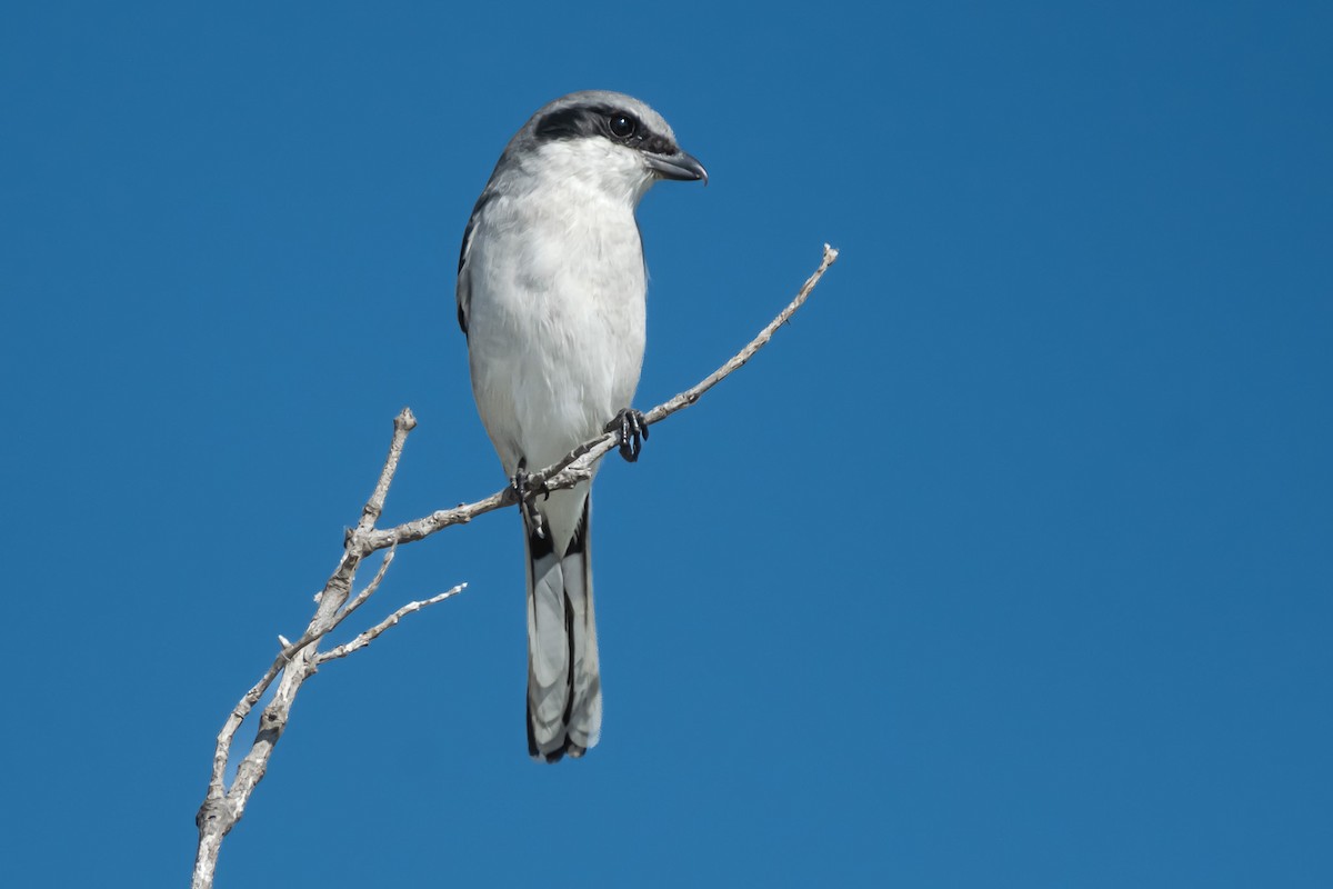 Loggerhead Shrike - ML646141665
