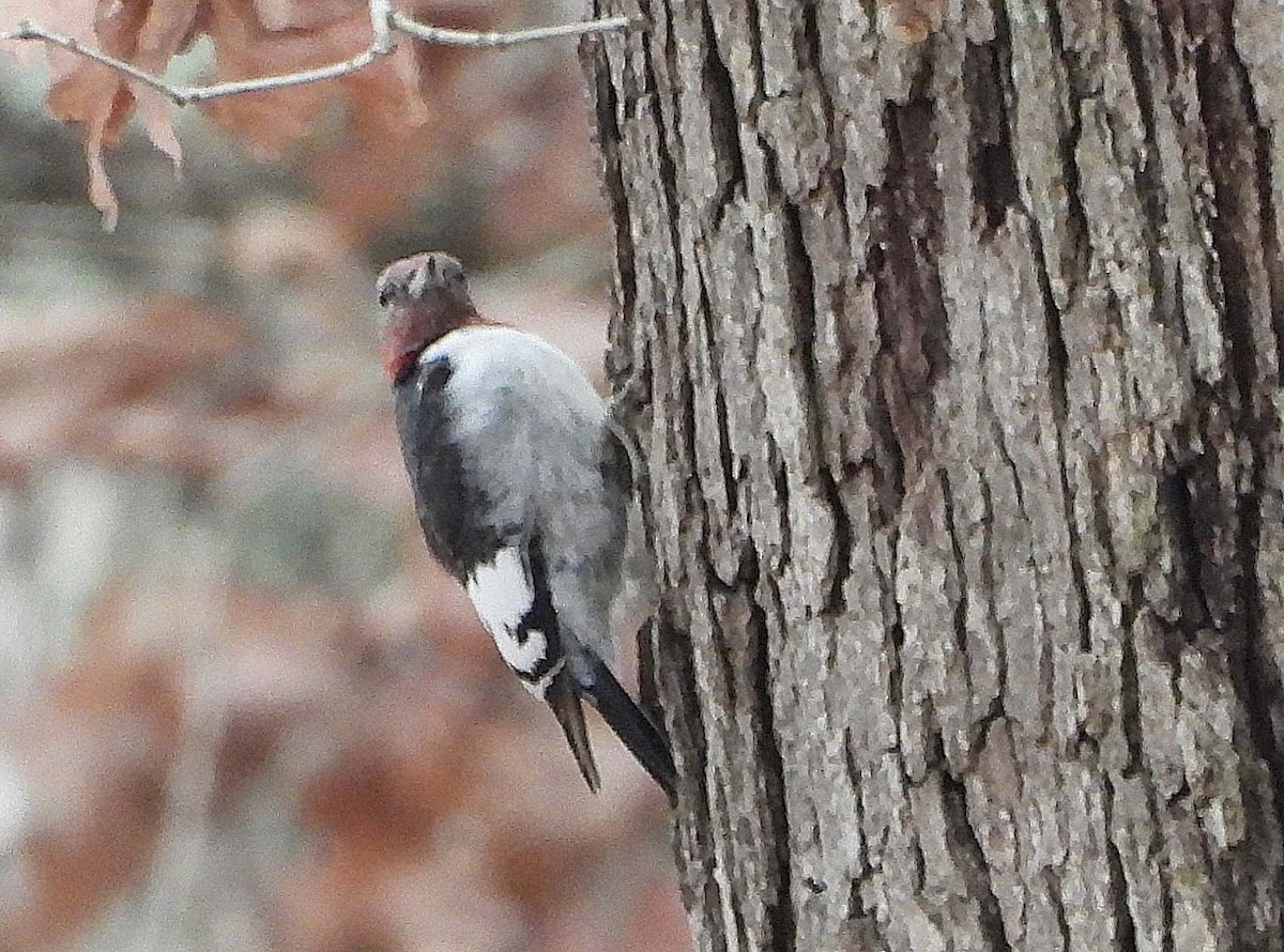 Red-headed Woodpecker - ML646141668