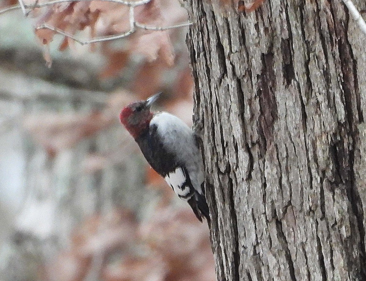 Red-headed Woodpecker - ML646141669