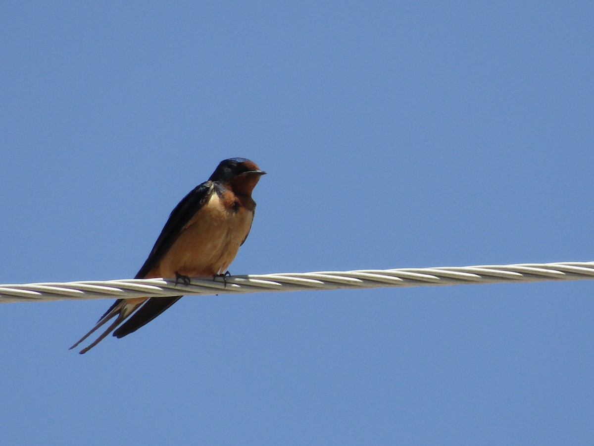 Ластівка сільська - ML646141670