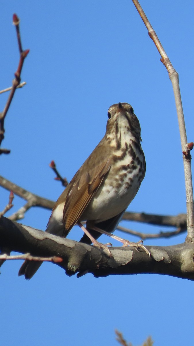 Hermit Thrush - ML646141672