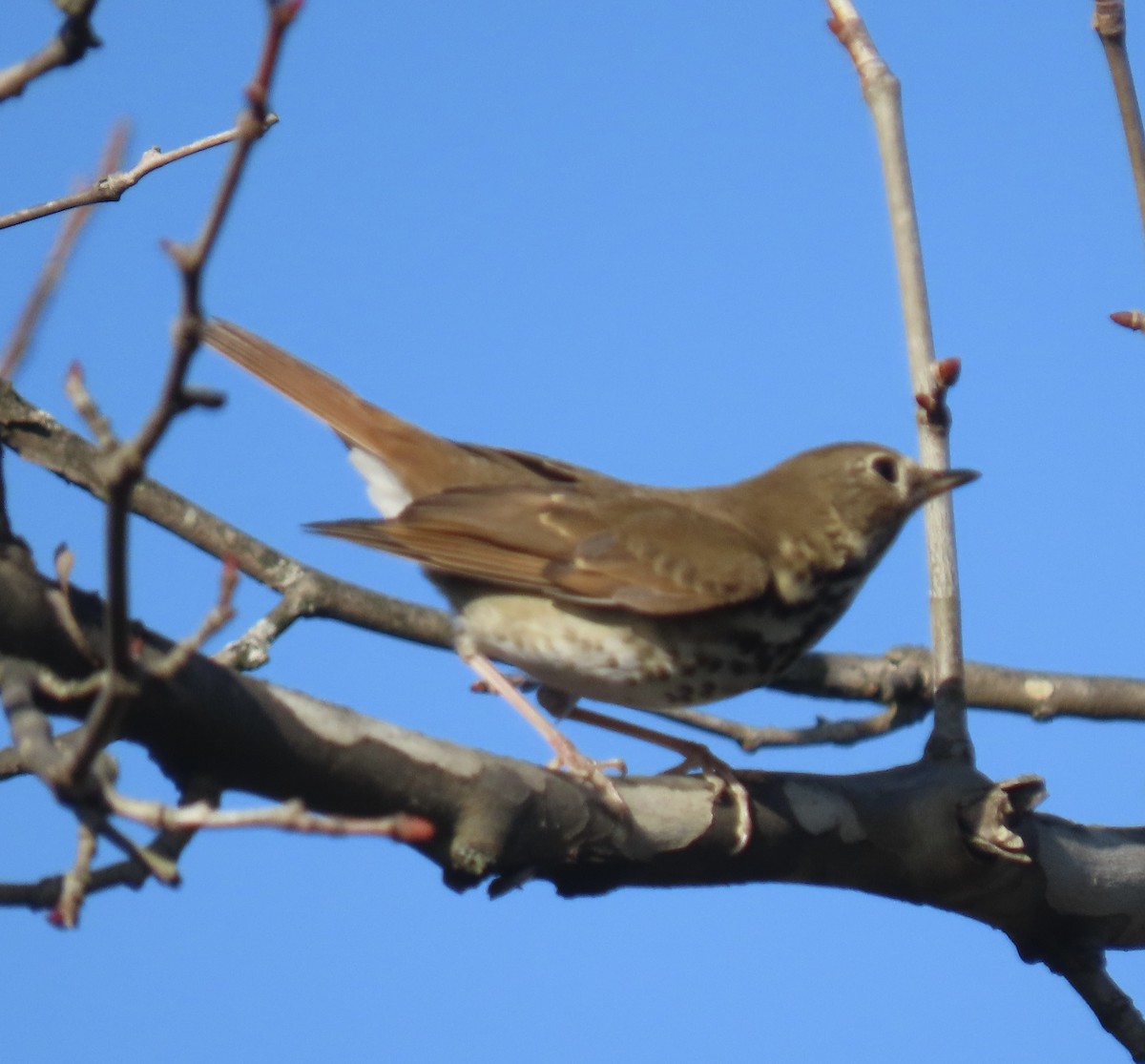 Hermit Thrush - ML646141673