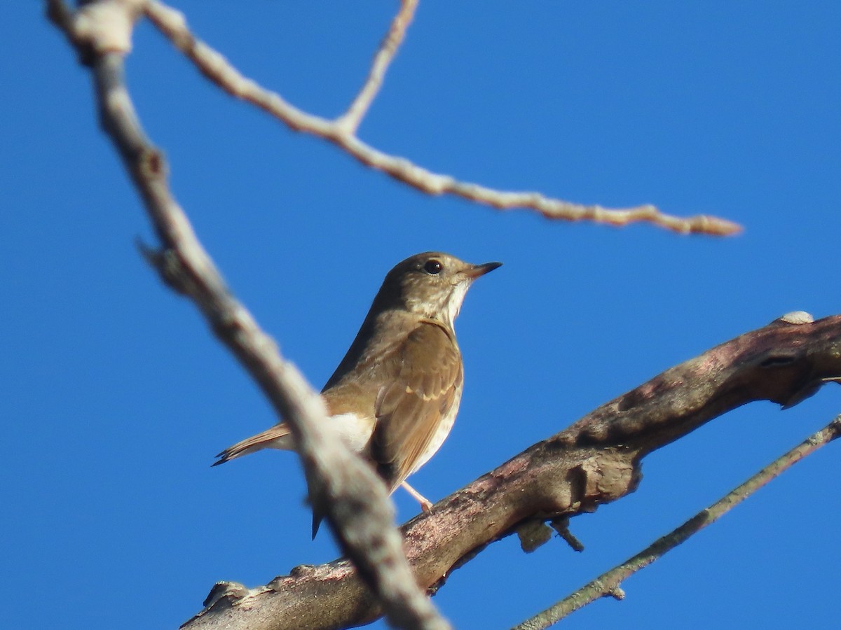 Hermit Thrush - ML646141674