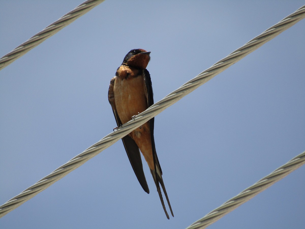 Ластівка сільська - ML646141675