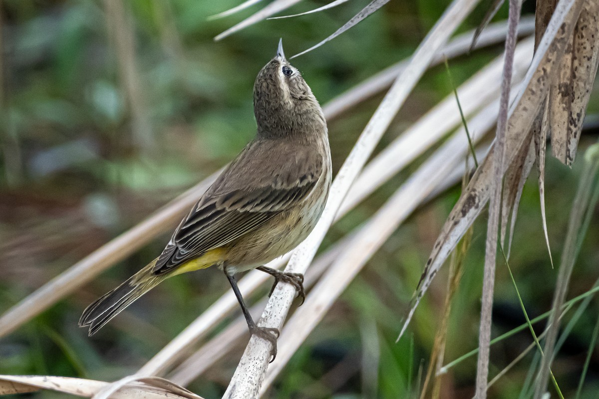 Palm Warbler - ML646141690