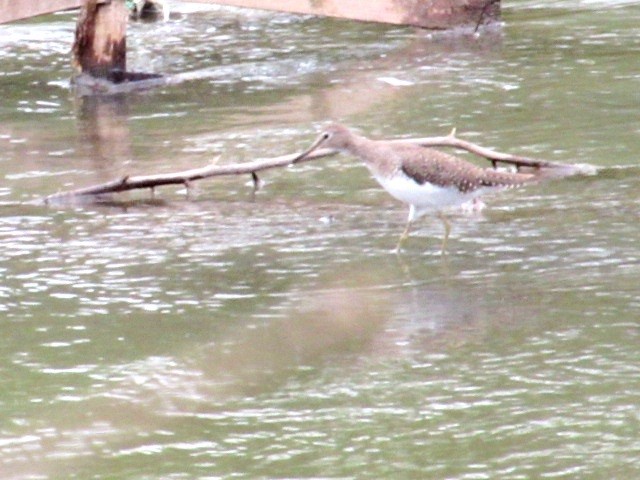 Kuliska bakartia - ML646141692