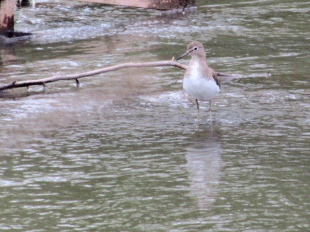 Kuliska bakartia - ML646141693