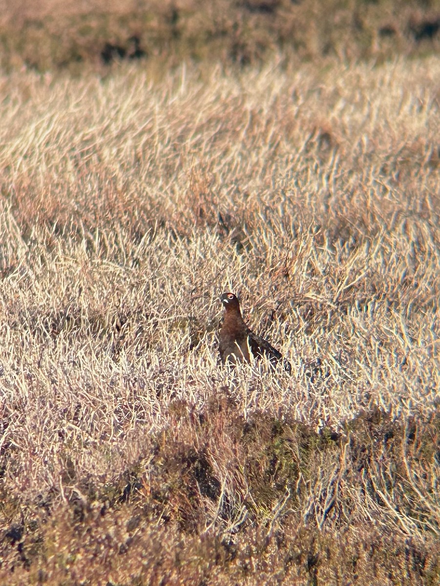 Red Grouse - ML646141694