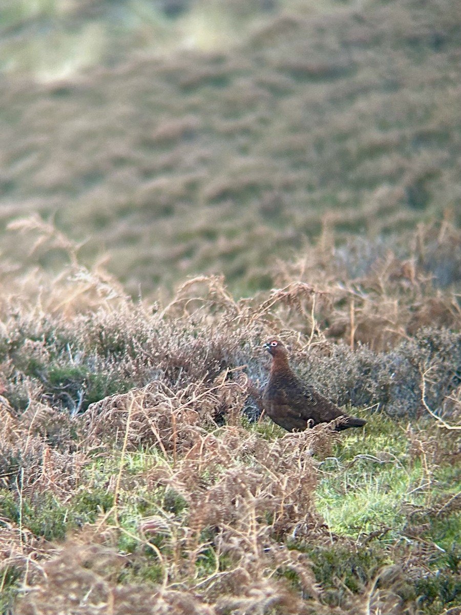 Red Grouse - ML646141695