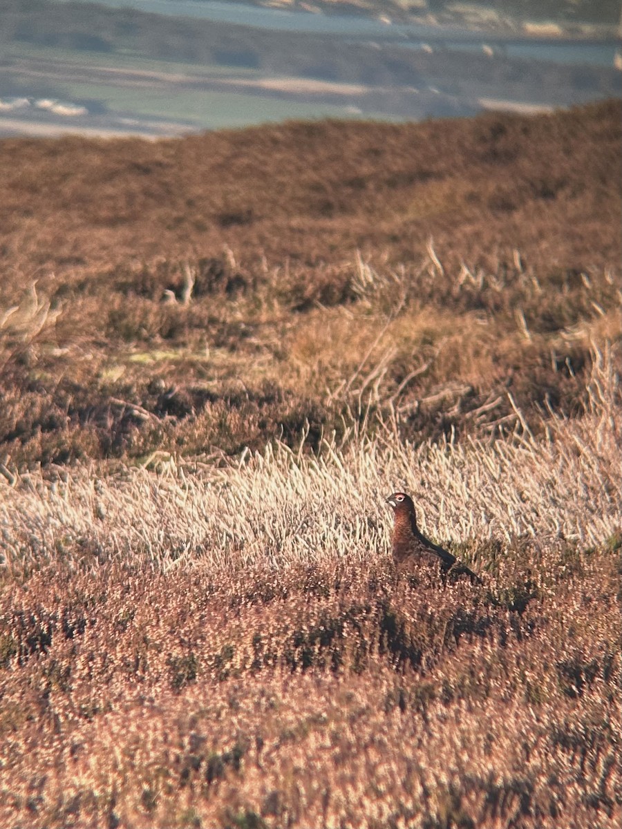 Red Grouse - ML646141696